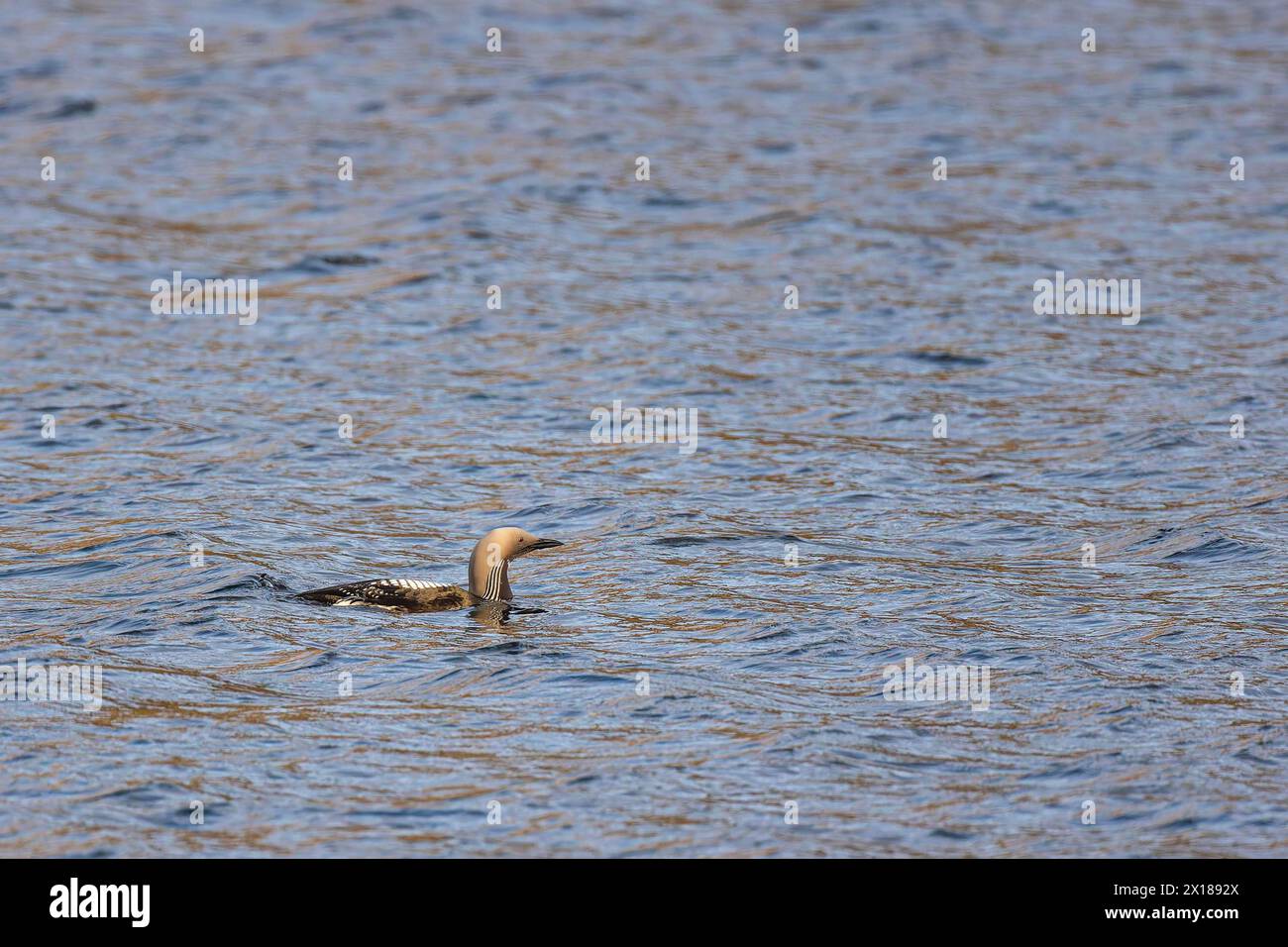 Schwarzkehlenloon (Gavia arctica), erwachsener Vogel schwimmt aus dem See, Varanger, Finnmark, Norwegen Stockfoto