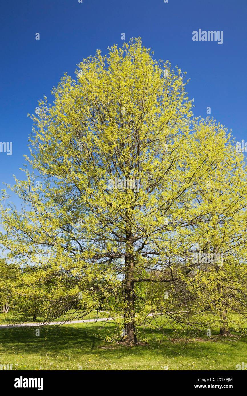 Quercus palustris, Pin Oak im Frühjahr, Montreal Botanical Garden, Quebec, Kanada Stockfoto
