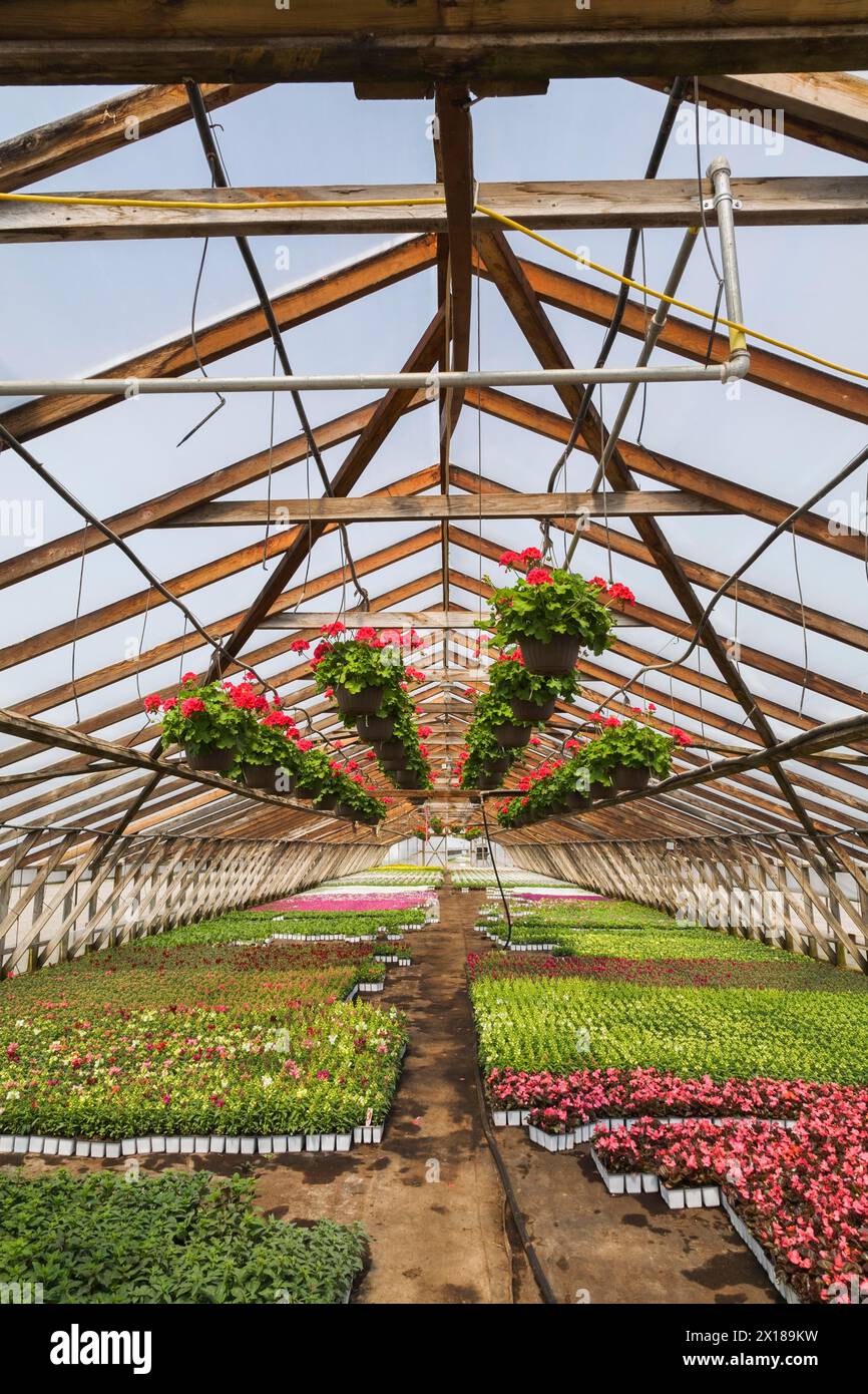 Rotes Pelargonium, Geranienblüten in hängenden Körben sowie gemischte und rosa blühende Begonia-Pflanzen in Containern im Gewächshaus im Frühjahr, Quebec Stockfoto