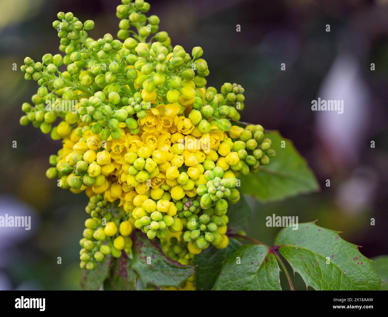 Blüte einer gewöhnlichen oregon-Traube (Mahonia aquifolium) Stockfoto