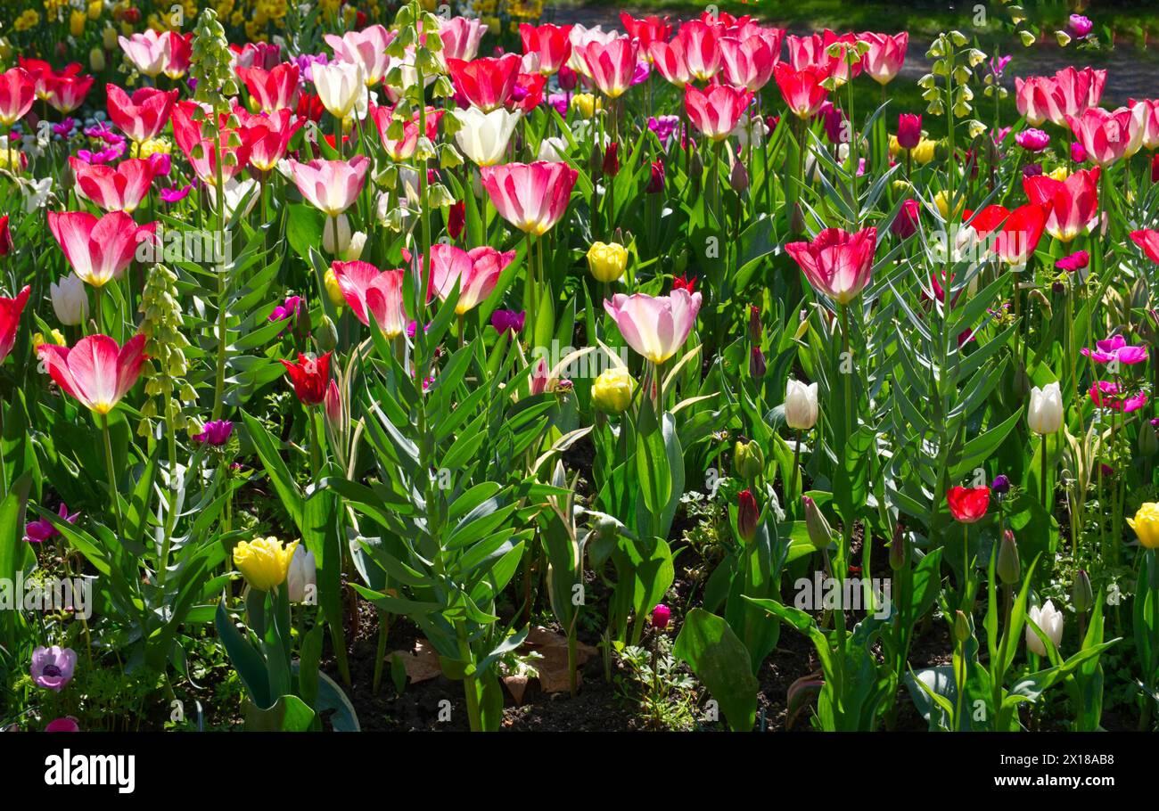 Tulpenbett (Tulipa) in Rot und weiß Stockfoto