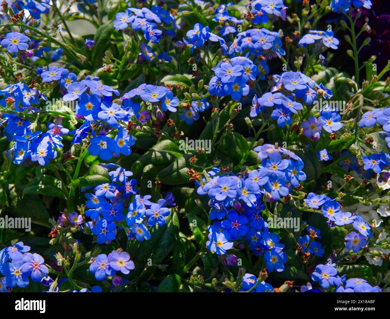 Alpine Forget-Me-Not (Myosotis alpestris) Stockfoto