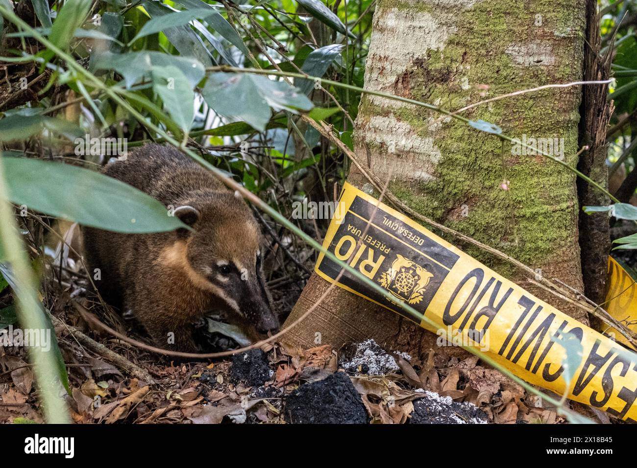 Coati im Dickicht, Tijuca Nationalpark, Rio de Janeiro, Brasilien Stockfoto