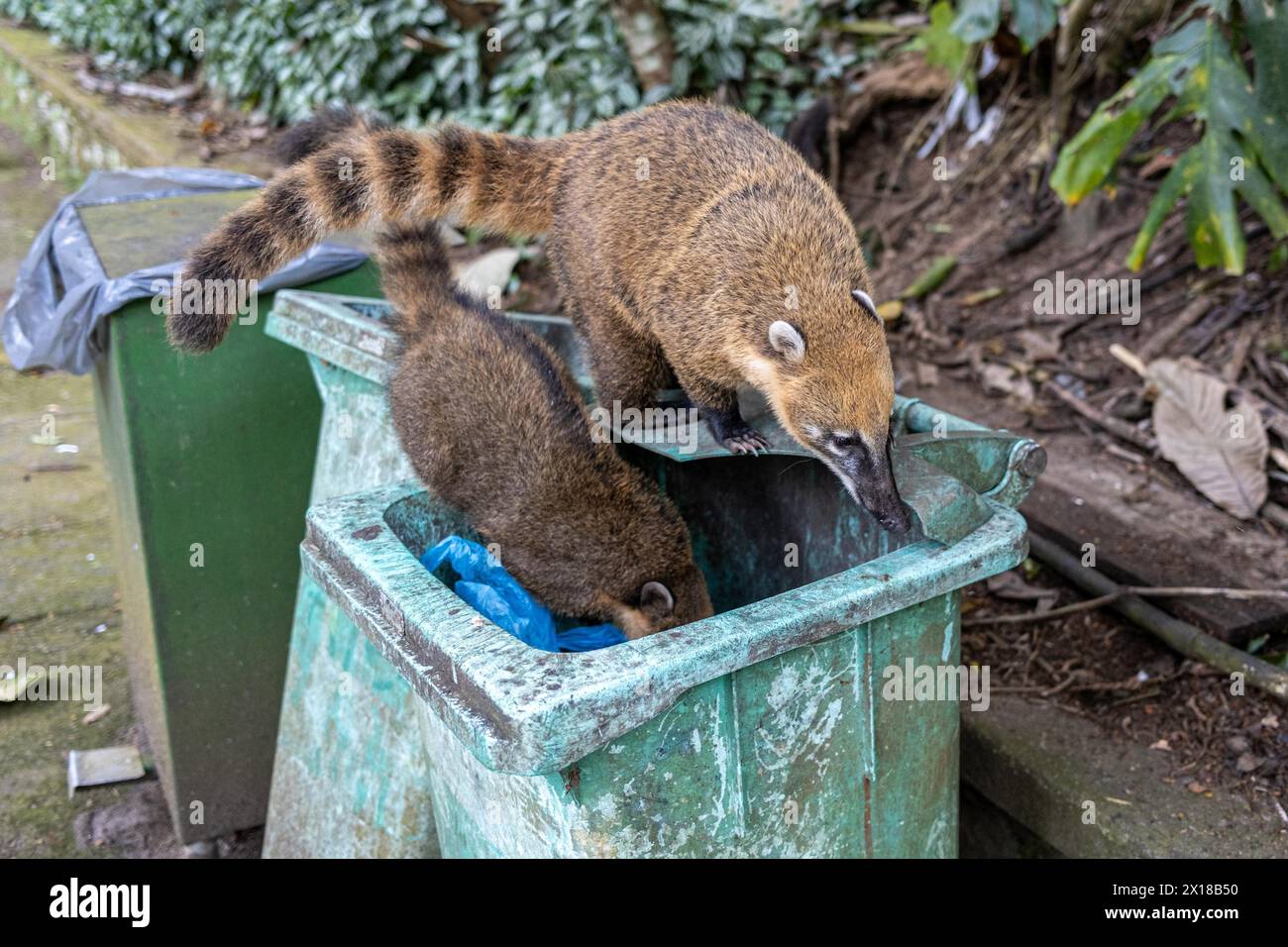 Koatis suchen nach Essen, Tijuca Nationalpark, Rio de Janeiro, Brasilien Stockfoto