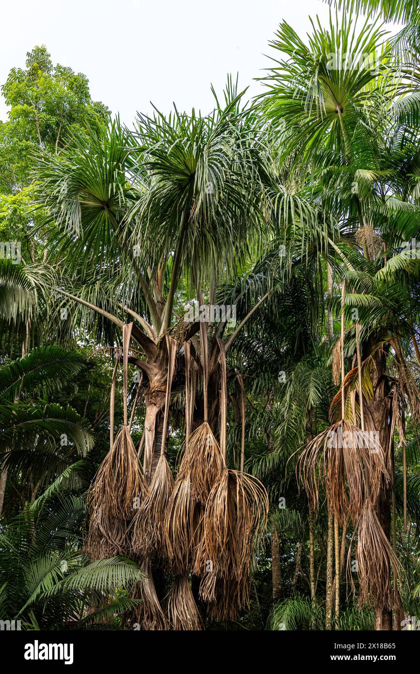 Amazonasmuseum MUSA, Cidade de Deus, Manaus, Brasilien Stockfoto