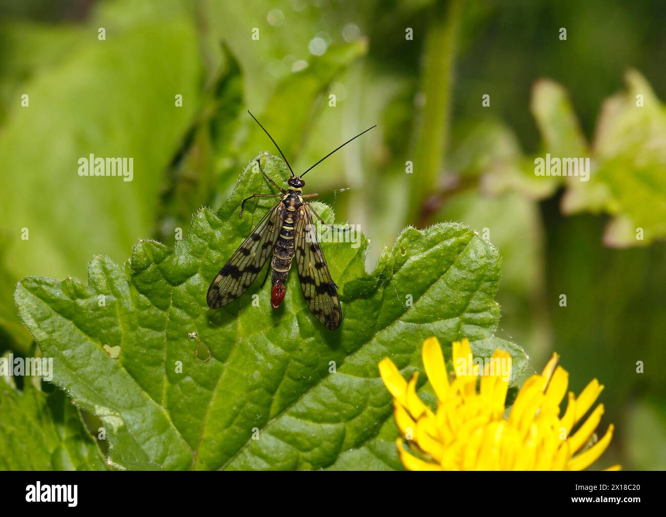 Scorpionfly (Panorpa communis), Nordrhein-Westfalen, Deutschland Stockfoto