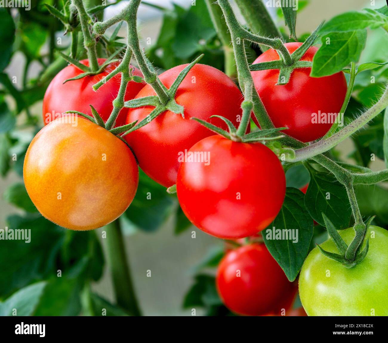 Tomatenpflanze. Ein Haufen roter natürlicher Tomaten auf einem Zweig im Gewächshaus. Stockfoto