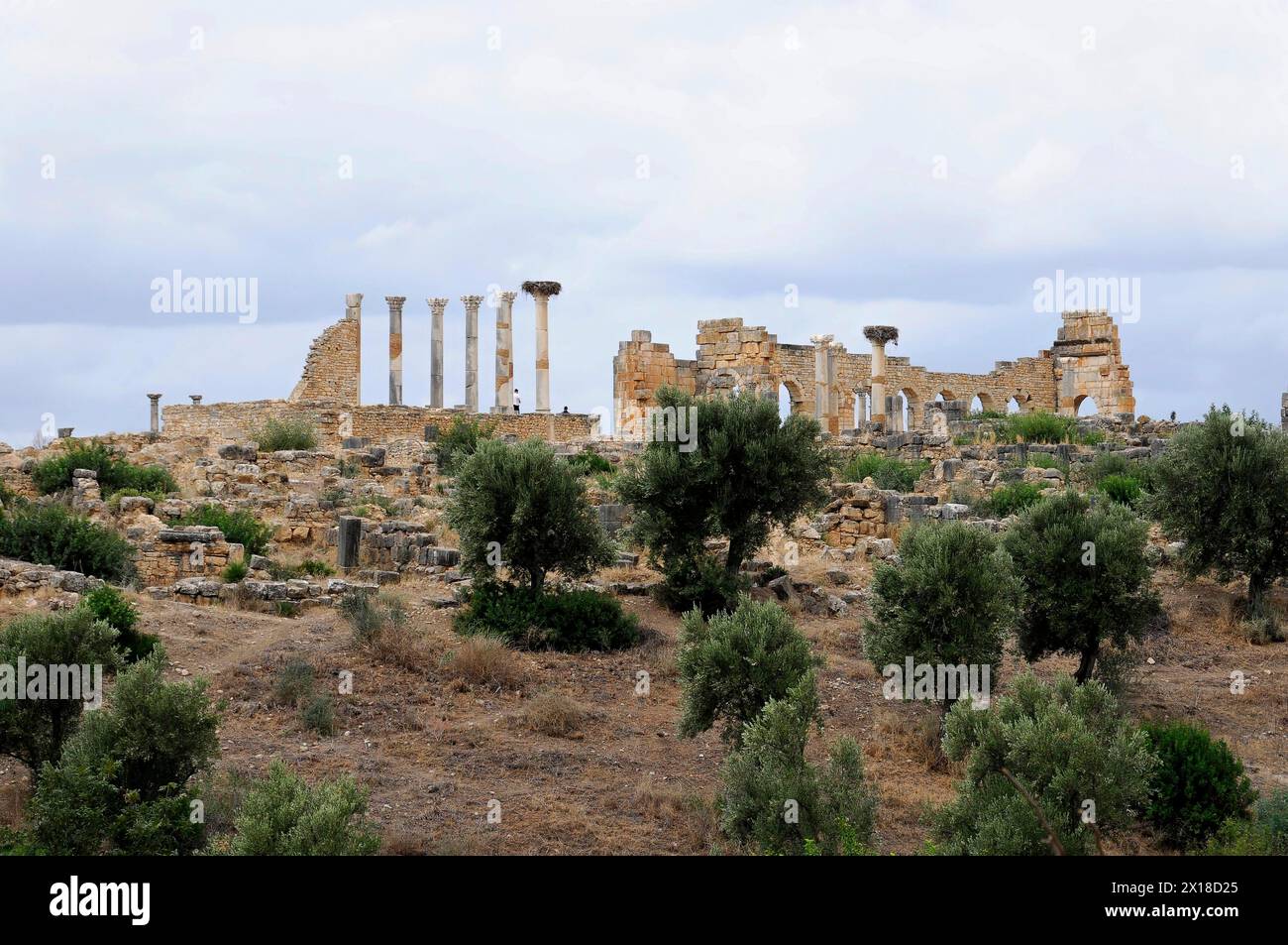 Archäologische Ausgrabung der antiken römischen Stadt Volubilis, UNESCO-Weltkulturerbe, Panoramablick auf eine Ruine mit Säulen und Stockfoto