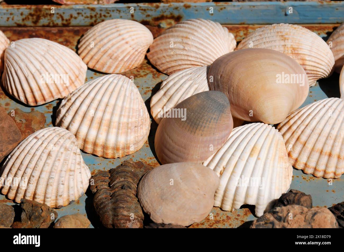 In der Nähe von Fès, Eine Sammlung von Muscheln mit verschiedenen Mustern und Größen, Nordmarokko, Marokko Stockfoto