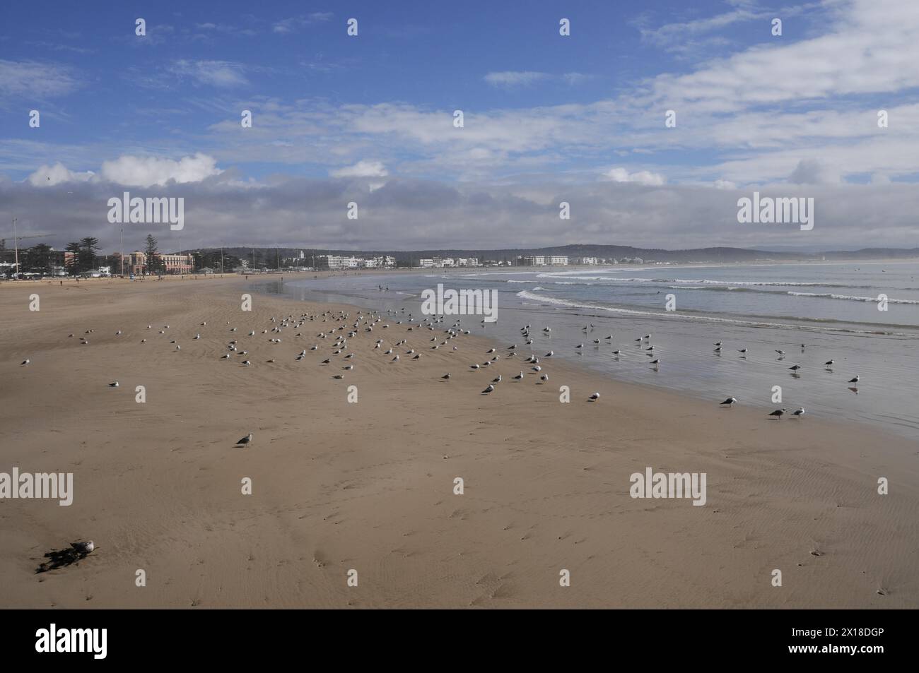 Essaouira, Ein weitläufiger Strand mit Vögeln und Blick auf eine städtische Küste, Essaouira, Marokko Stockfoto
