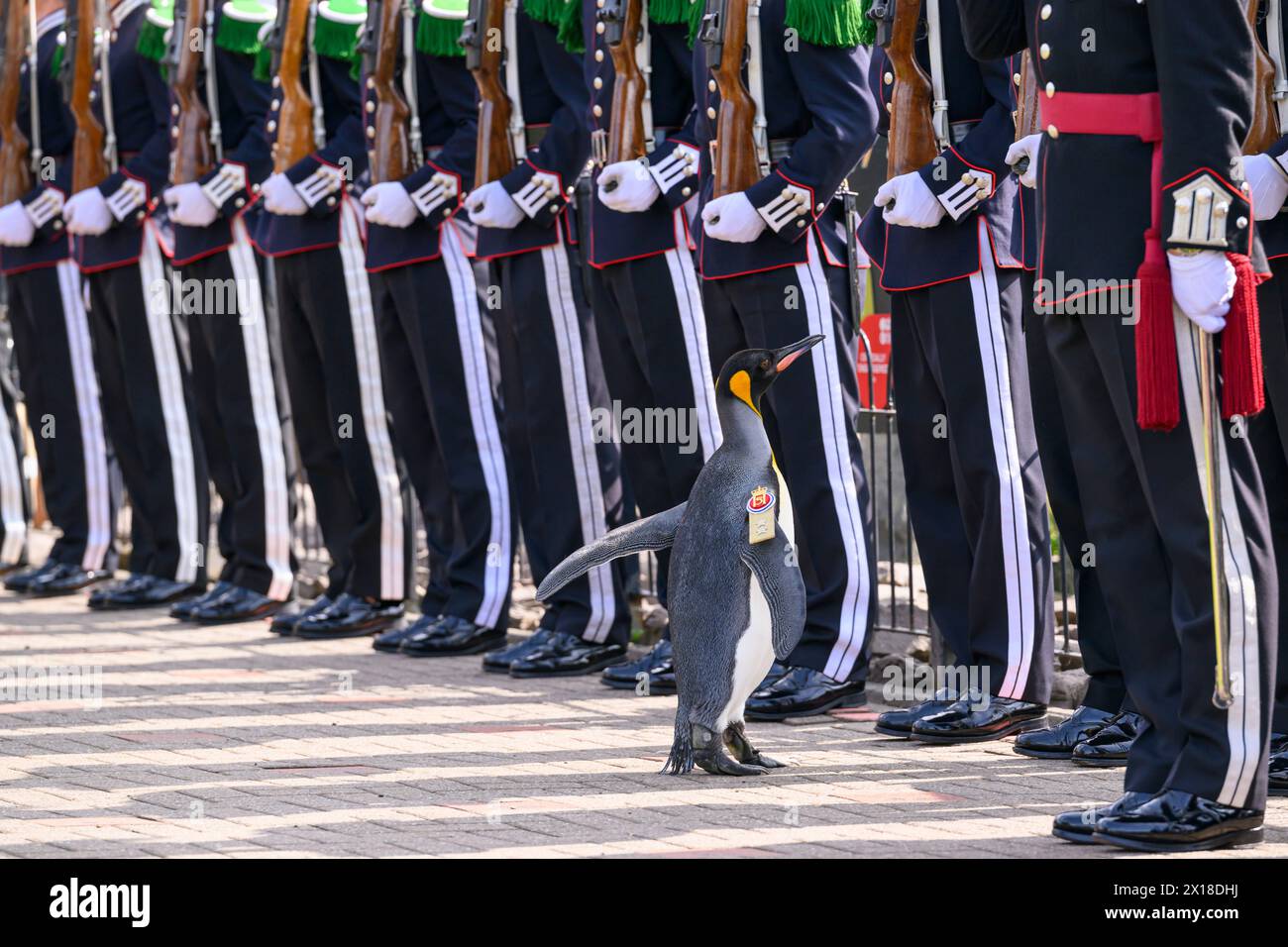 Eine Ehrengarde für Sir Nils Olav, den berühmtesten Königspinguin der Welt, während er bei einer prestigeträchtigen Preisverleihung im Zoo von Edinburgh befördert wird Stockfoto