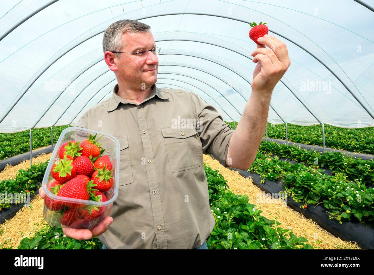 Sergei Kaminski, Soft Fruit Manager, Geddes Farms Geddes Farms, einer der größten Erdbeeren- und Getreideanbauern in Schottland, hat bereits gearbeitet Stockfoto