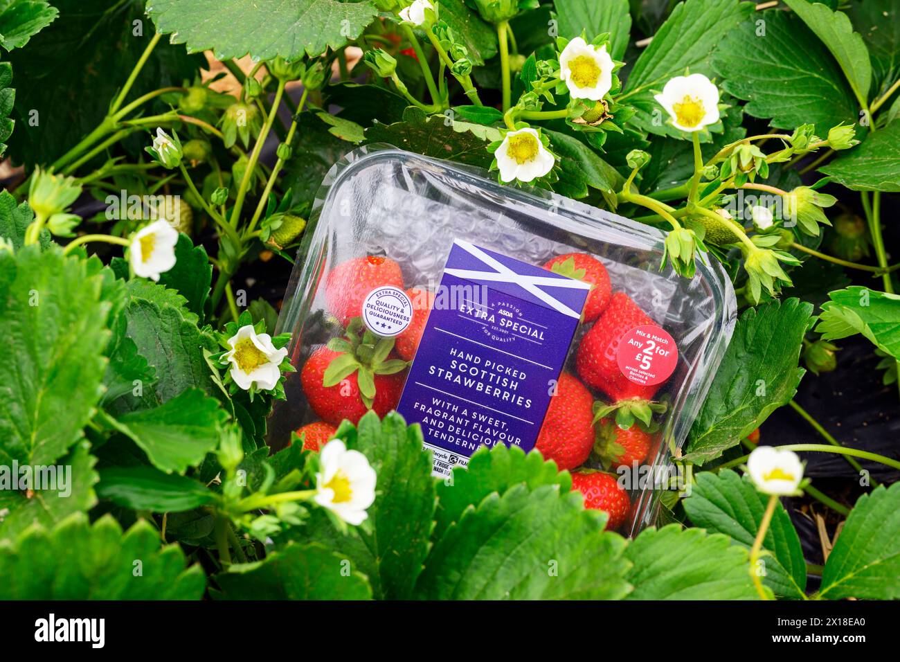 Sergei Kaminski, Soft Fruit Manager, Geddes Farms Geddes Farms, einer der größten Erdbeeren- und Getreideanbauern in Schottland, hat bereits gearbeitet Stockfoto
