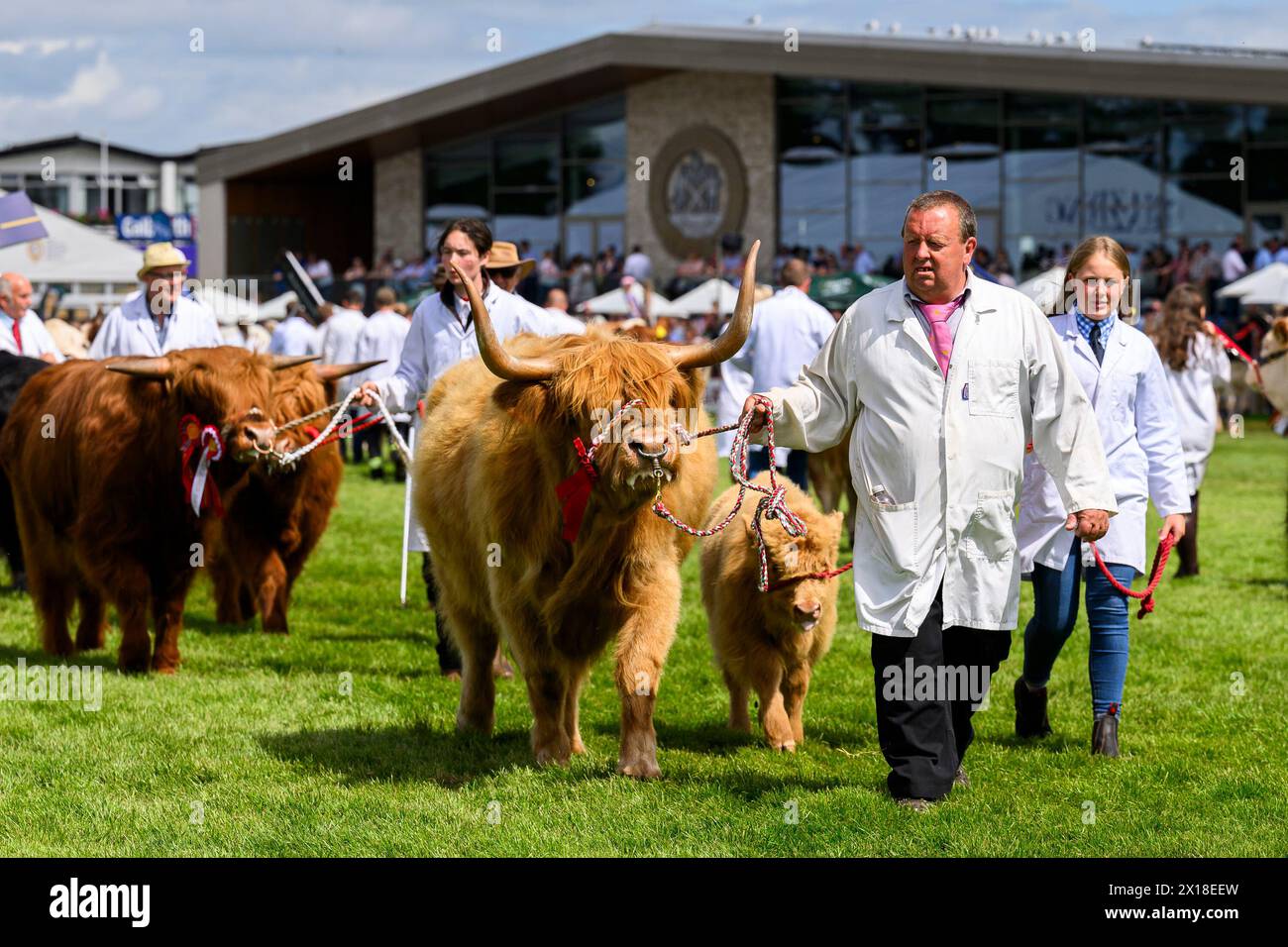Rinder und ihre Betreuer im Preisring der Royal Highland Show, Royal Highland Centre, Ingliston, Edinburgh, Schottland, UK Stockfoto