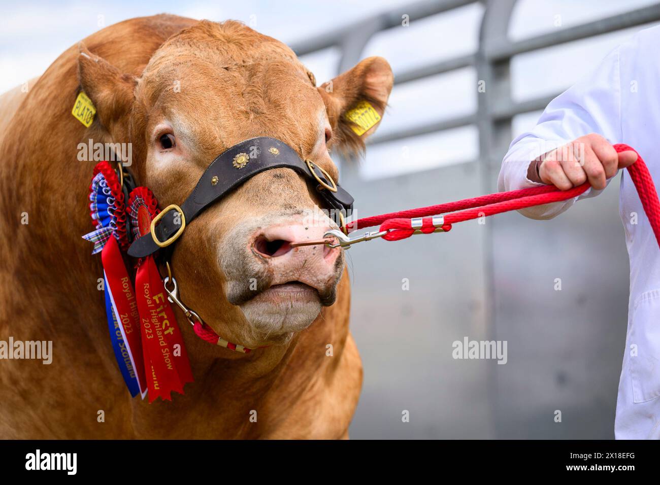 Rinder und ihre Betreuer im Preisring der Royal Highland Show, Royal Highland Centre, Ingliston, Edinburgh, Schottland, UK Stockfoto