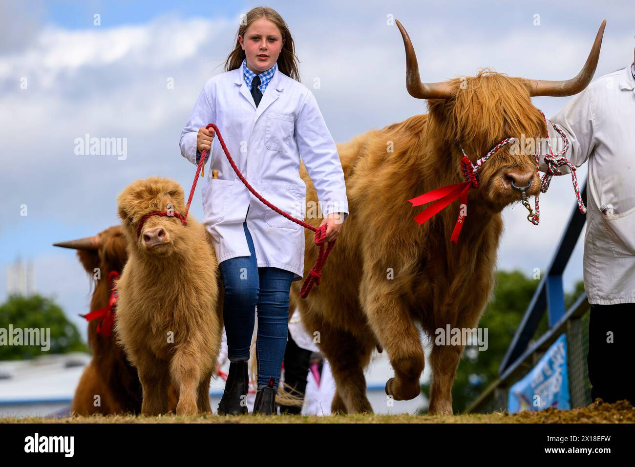 Rinder und ihre Betreuer im Preisring der Royal Highland Show, Royal Highland Centre, Ingliston, Edinburgh, Schottland, UK Stockfoto