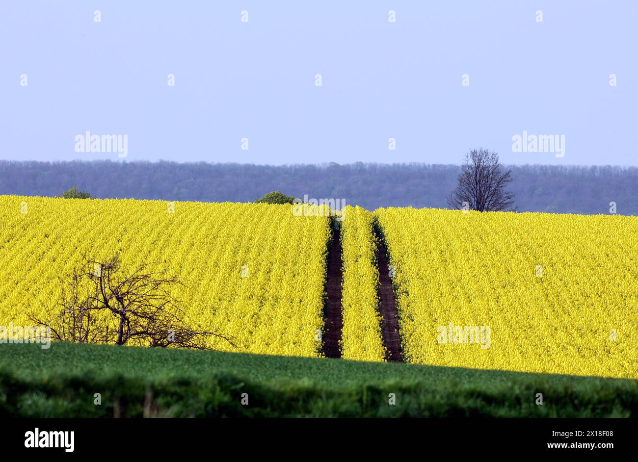 Traktorspur in einem blühenden Rapsfeld, Westerode, 08.04.2024., Westerode, Niedersachsen, Deutschland Stockfoto