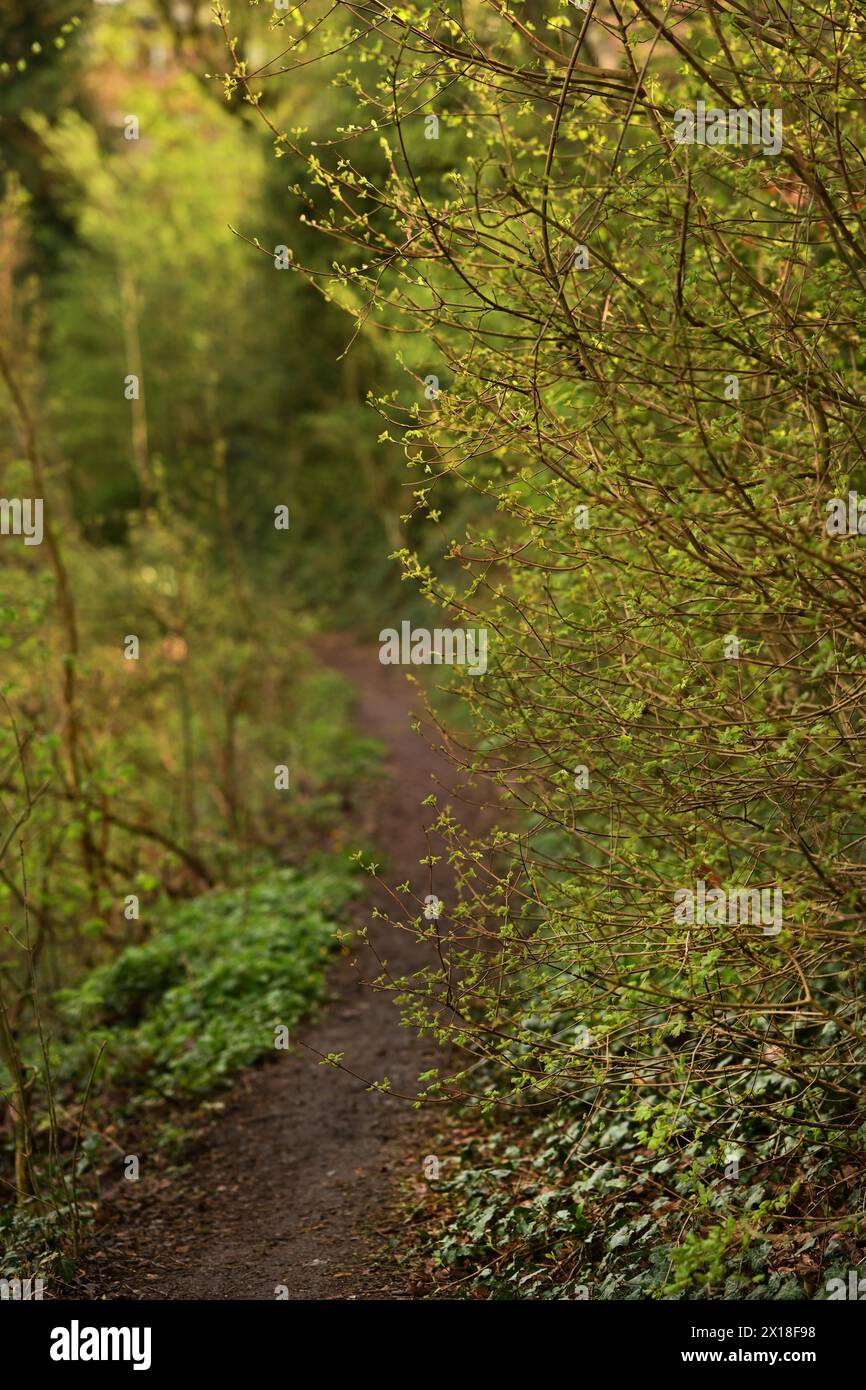 Iserlohn. Das ungewöhnlich warme Wetter im April dieses Jahres hat uns bereits einen Mai beschert. Die Natur explodierte in einem Farbenrausch. Das ungewöhnlich warme Wetter Stockfoto