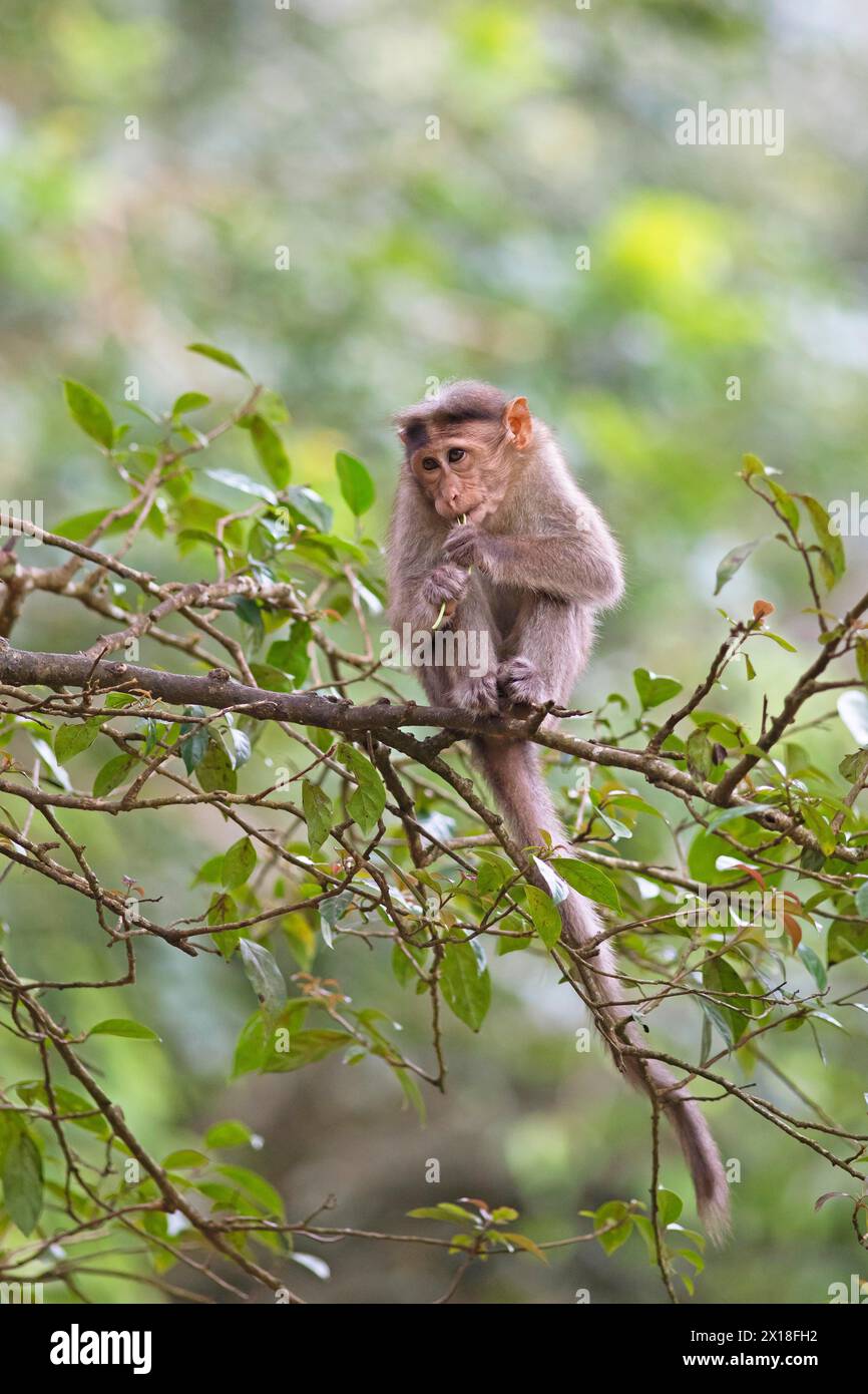 Bonnet Macaque (Macaca radiata), Periyar Wildlife Sanctuary oder Periyar National Park, Idukki District, Kerala, Indien Stockfoto