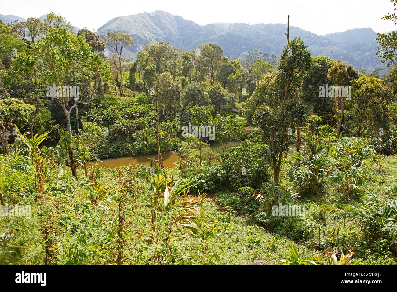 Flusslandschaft im Periyar Wildlife Sanctuary oder Periyar National Park, Idukki District, Kerala, Indien Stockfoto