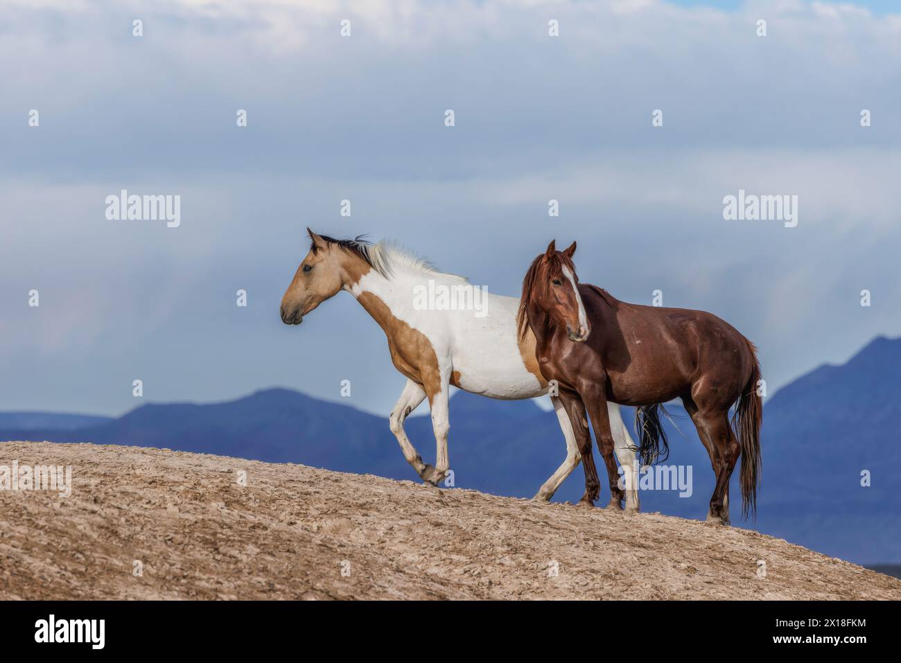Die Wildpferdeherde des Onaqui Mountain hat eine leichte bis mittelschwere Struktur und ist in Farben wie Sauerampfer, roan, Buchleder, Schwarz, Palomino, und grau. Stockfoto