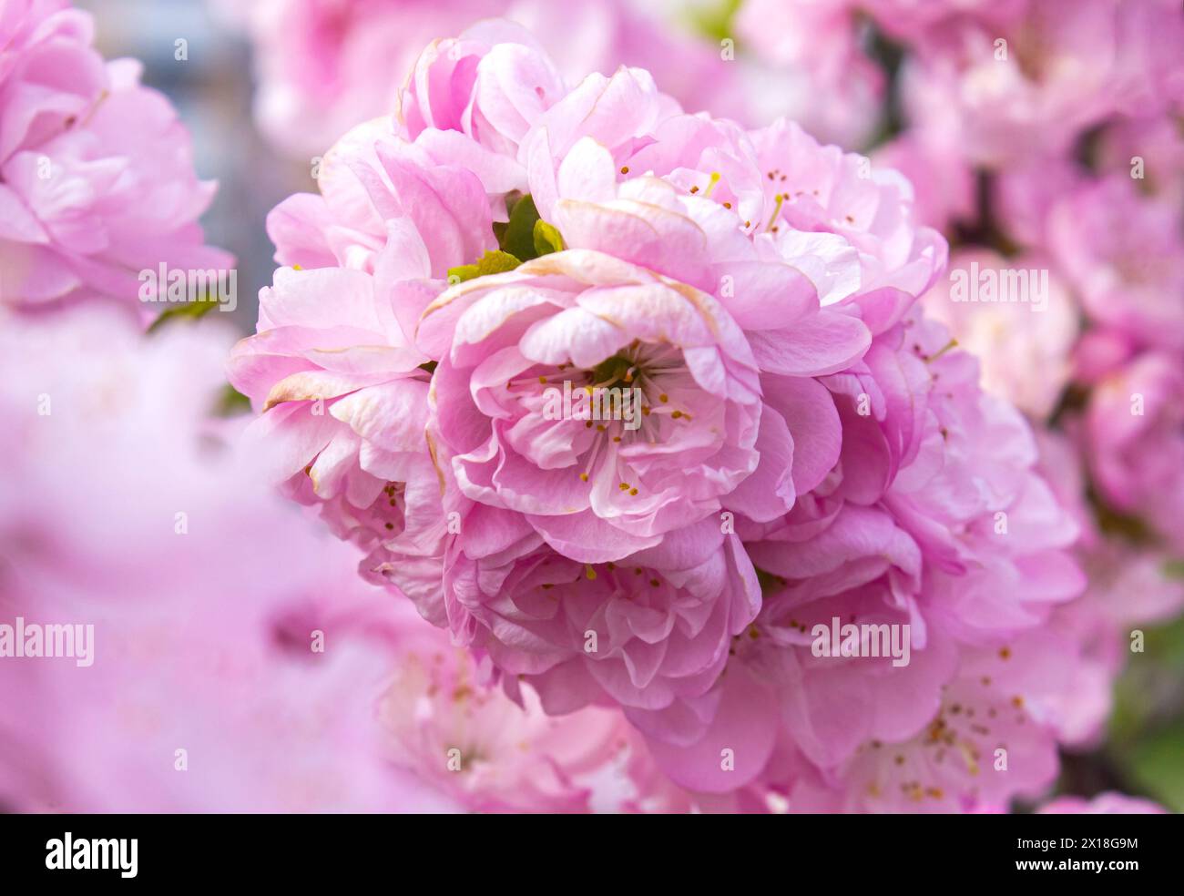 Üppige Zweige eines blühenden Sakura-Baumes, rosafarbene Doppelblumen japanischer Kirsche auf verschwommenem Hintergrund. Hintergrund mit Blumenmotiv im Frühling. Blühender Baum. Saku Stockfoto