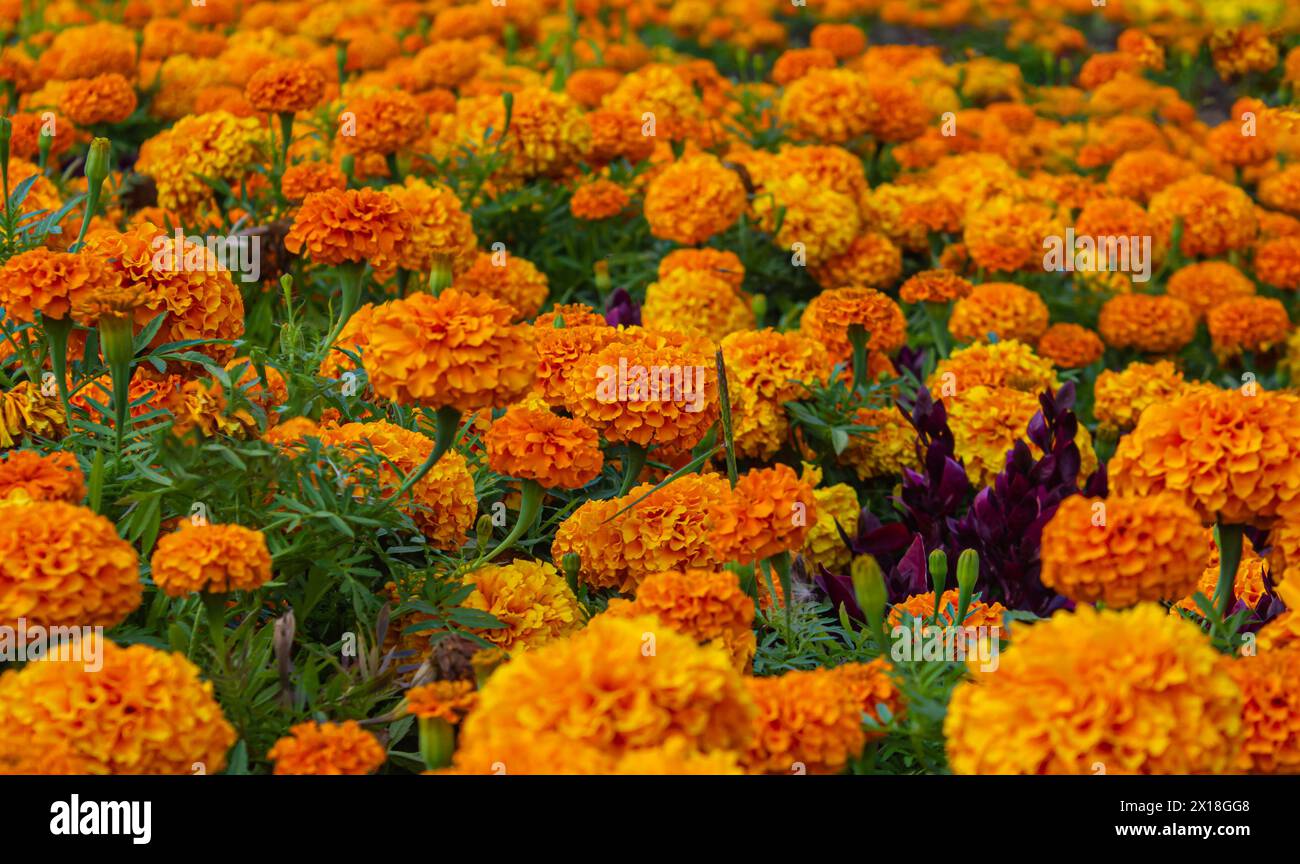 Blühende, leuchtende orange französische Ringelblume (Tagetes patula) im Garten. Farbenfroher Blumenhintergrund. Ringelblumen, Gemischte Farbe. Stockfoto