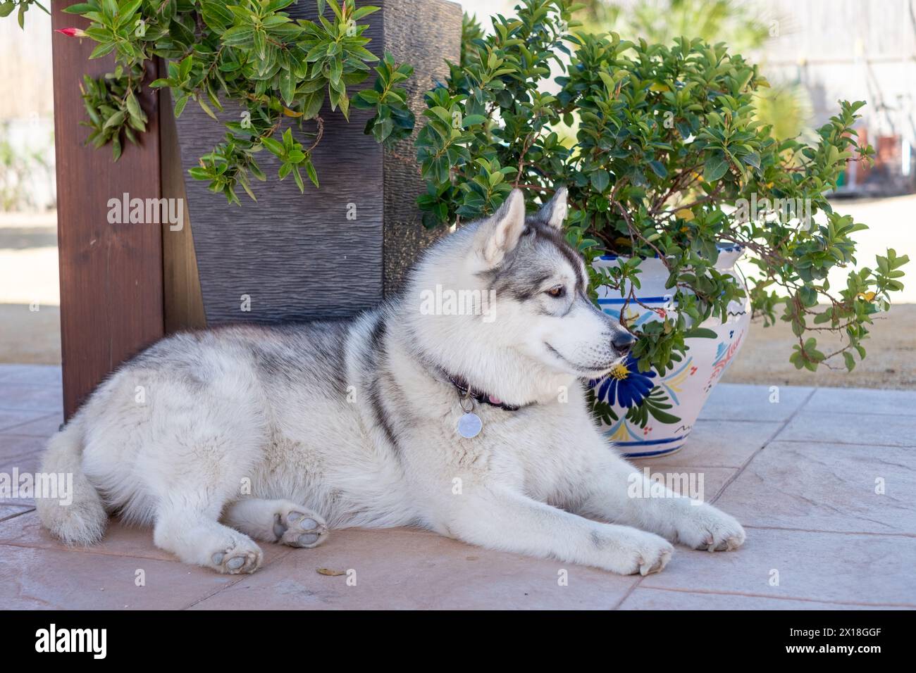 Sibirischer Husky, der sich an einer Topfpflanze in einem Garten legt und zur Seite blickt, stellt ein entspanntes Haustier in einer häuslichen Umgebung dar. Hochwertige Fotos Stockfoto