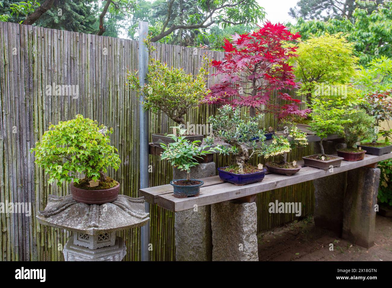 Erstaunliche Bonsaibäume im japanischen Garten in Posdam in Brandenburg. Eine mit Blüten - Enkianthus campanulatus und zweite vielleicht kirschblüte Stockfoto