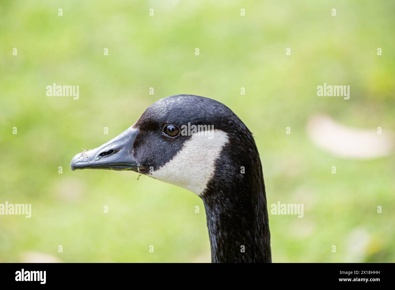 Große Kanadische Gans mit schwarzem Kopf und weißem Hals, grast auf einem Feld in Dublin oder wandert über dem Kopf. Stockfoto