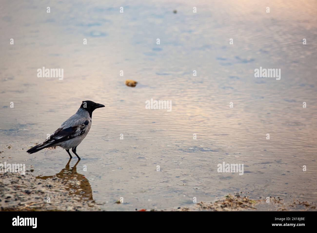 Graue einsame Krähe mit schwarzen Flügeln, die am Strand im Wasser stehen. Blende auf dem Wasser. Bewölktes Wetter in Tallinn. Herbst. Hochwertige Fotos Stockfoto