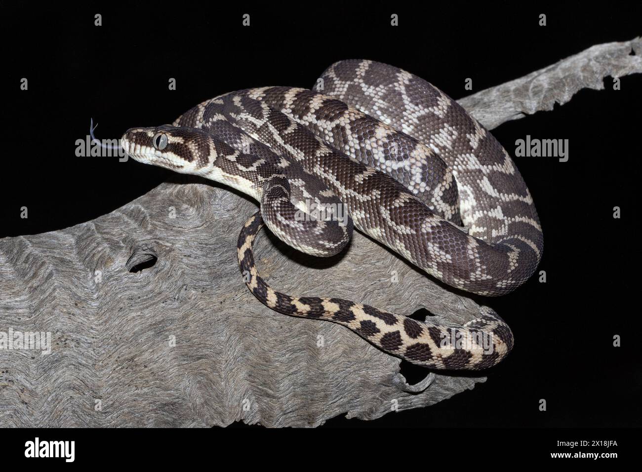Seltenes raues Python aus der Kimberley Region in Western Australia Stockfoto