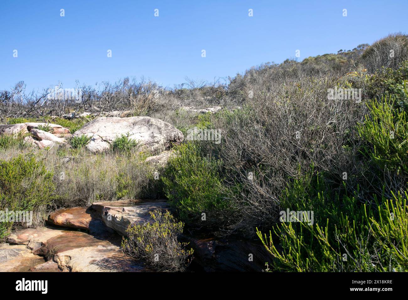 Sydney Harbour National Park, Küstenpflanzen und Busch am Washaway Beach im North Harbour Aquatic Reserve, Sydney, NSW, Australien Stockfoto