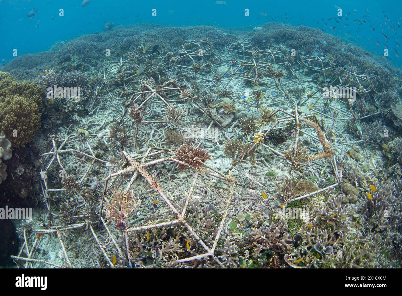 Metallkonstruktionen wurden als Korallenriffrestaurierungsprojekt in Raja Ampat, Indonesien, auf den Meeresboden gelegt. Das Metall verleiht Korallen ein hartes Substrat. Stockfoto