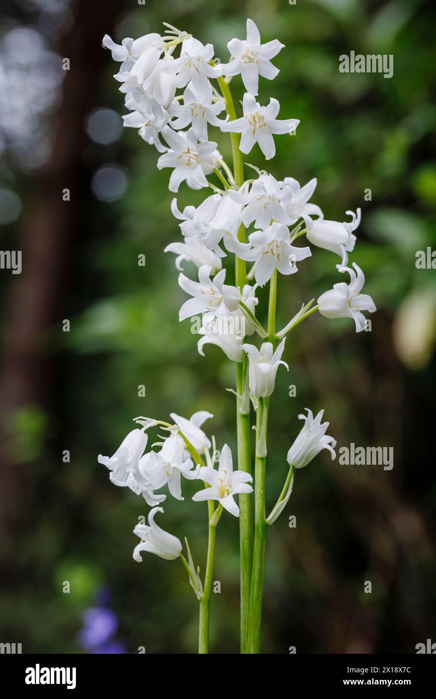 Englische Whitebell, eine Form von Bluebell (Hyacinthoides non-scripta), die im frühen Frühjahr in Surrey, Südostengland, blüht Stockfoto