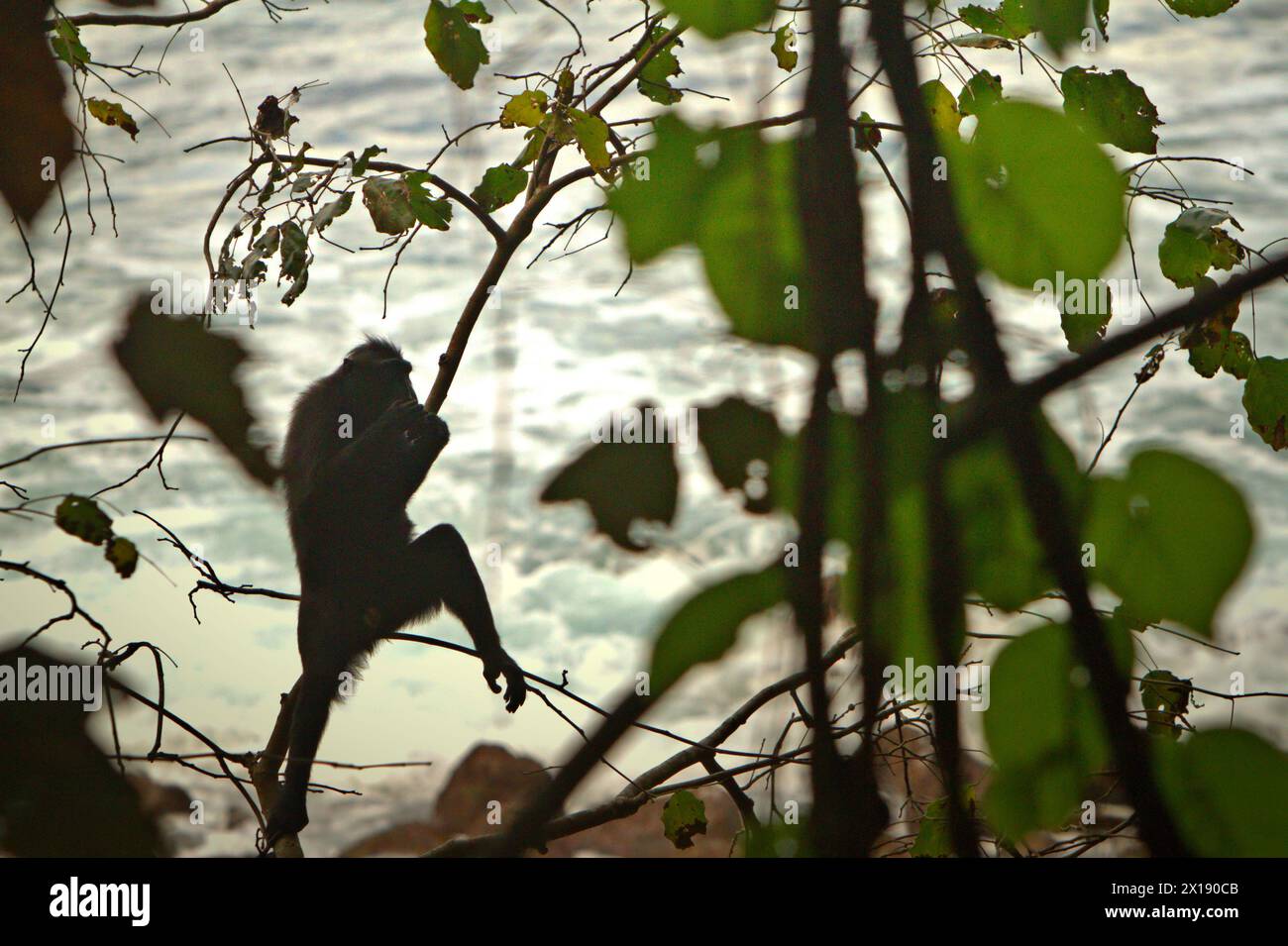 Ein Haubenmakaken (Macaca nigra) ist an der hellen Meerwasseroberfläche silhouettiert, als er sich auf einem Baum an einem Strand im Tangkoko-Wald im Norden von Sulawesi, Indonesien, aufhält. Der Klimawandel ist einer der wichtigsten Faktoren, die die biologische Vielfalt weltweit mit alarmierender Geschwindigkeit beeinflussen, so ein Team von Wissenschaftlern unter der Leitung von Antonio acini Vasquez-Aguilar in ihrem Forschungspapier, das erstmals in der März 2024 Ausgabe von environ Monit Assete veröffentlicht wurde. „Es könnte die geografische Verteilung von Arten verändern, einschließlich Arten, die stark von der Waldbedeckung abhängen“, schrieben sie. Mit anderen Worten, der Klimawandel könnte den Lebensraum... Stockfoto