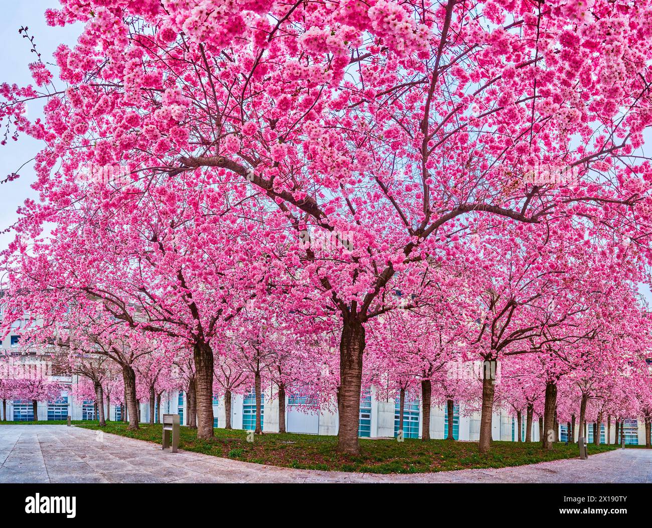Die blühenden rosafarbenen Sakura-Bäume, schöner Frühling in Lugano, Schweiz Stockfoto