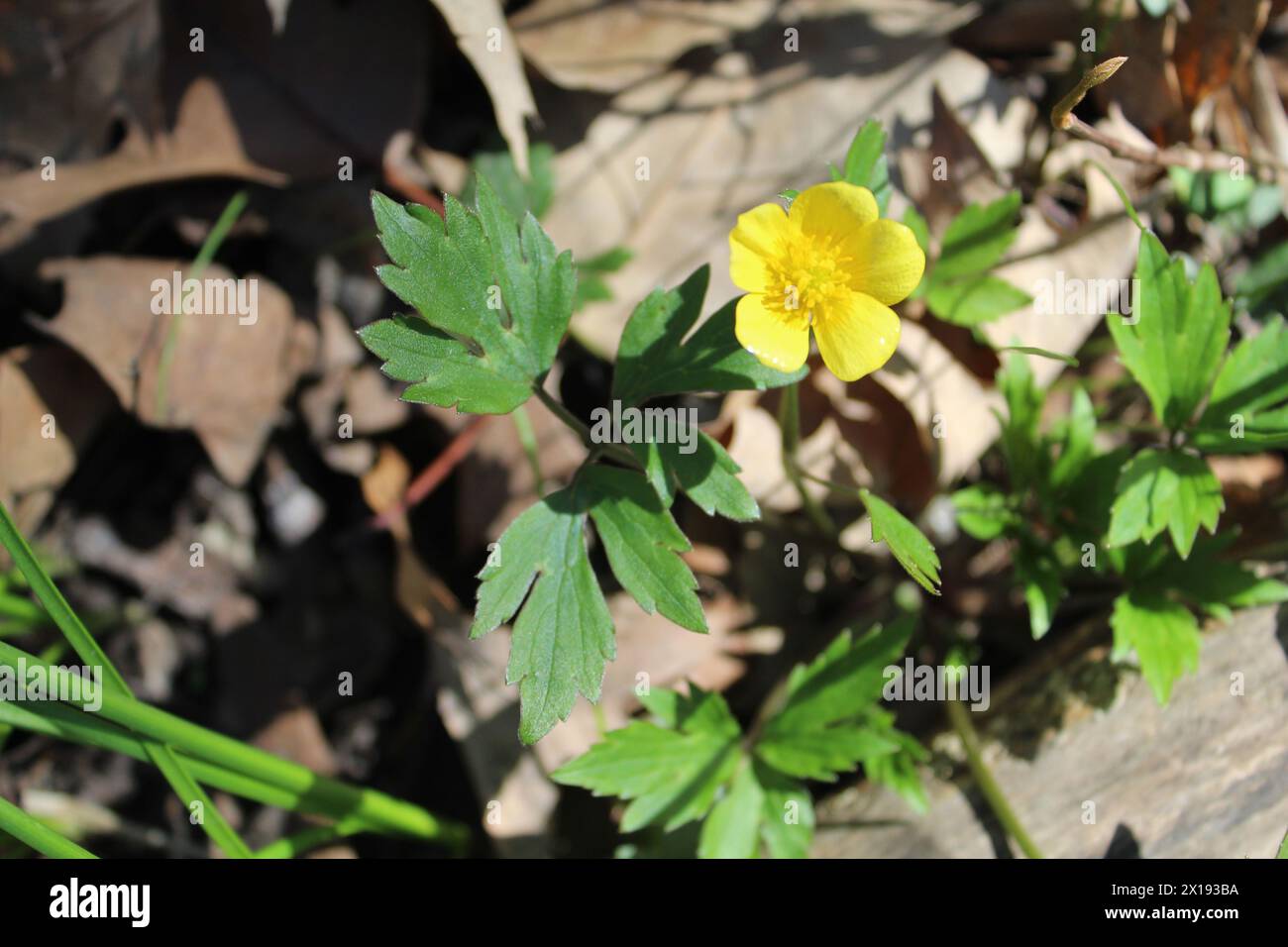 Sumpf-Butterblume im Camp Ground Road Woods in des Plaines, Illinois Stockfoto