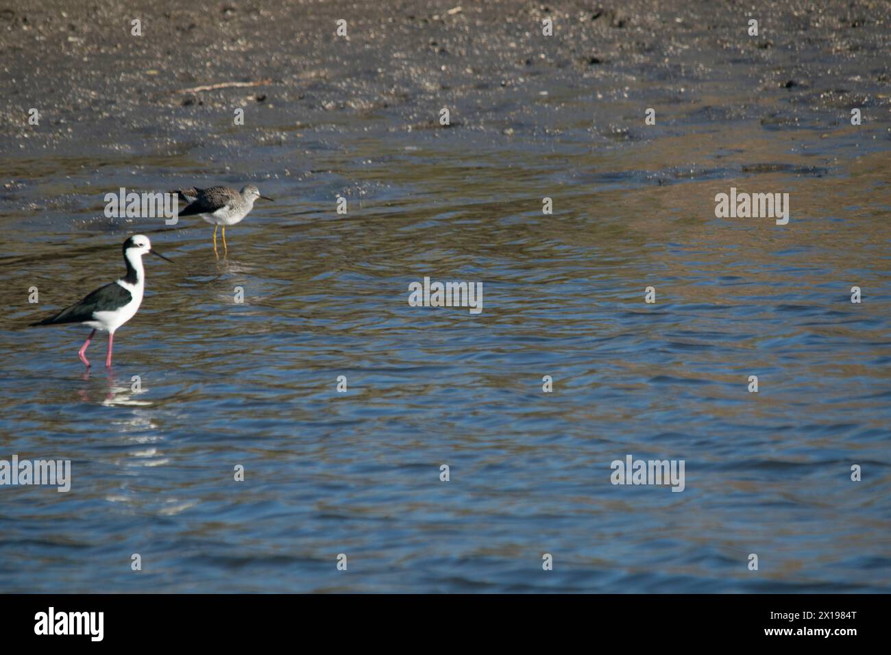 Stelzenfische mit weißem Rücken in der Lagune Stockfoto