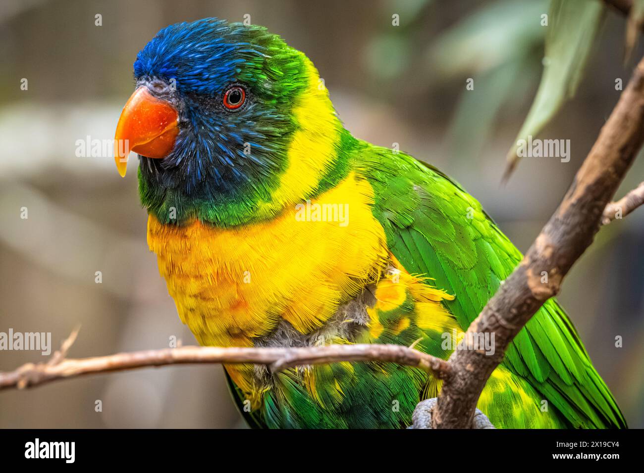 Marigold lorikeet (Trichoglossus capistratus) im Birmingham Zoo in Birmingham, Alabama. (USA) Stockfoto