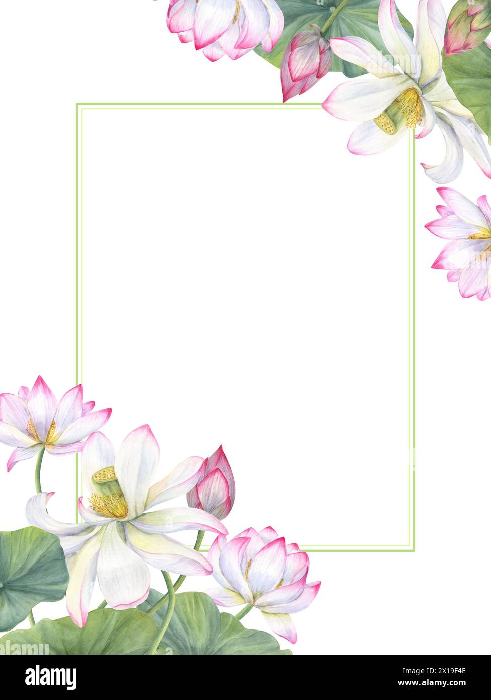 Orientalische Lotusblüten. Strauß rosafarbener weißer Wasserlilien, grüne Blätter. Horizontaler Rahmen aus Seerose. Blumenkomposition mit Kopierraum für Text. Stockfoto