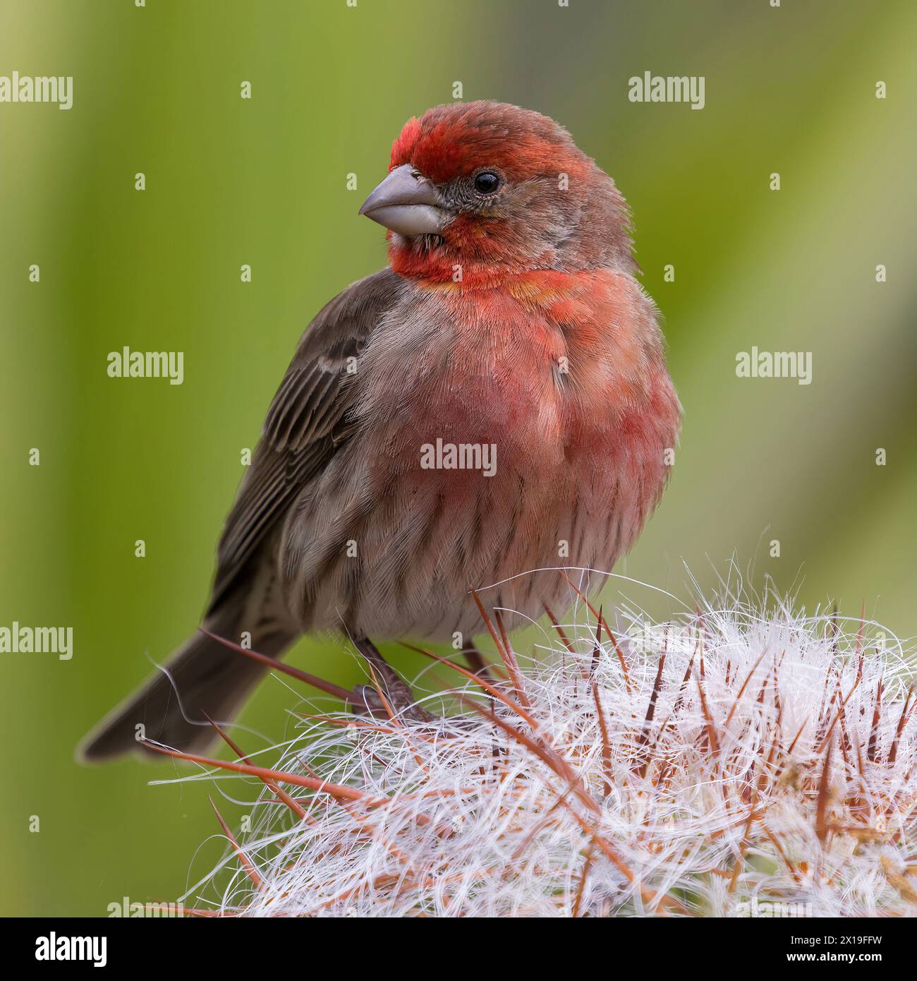 Hausfinke, männlich, auf einer Kaktuspflanze. Stanford, Santa Clara County, Kalifornien, USA. Stockfoto