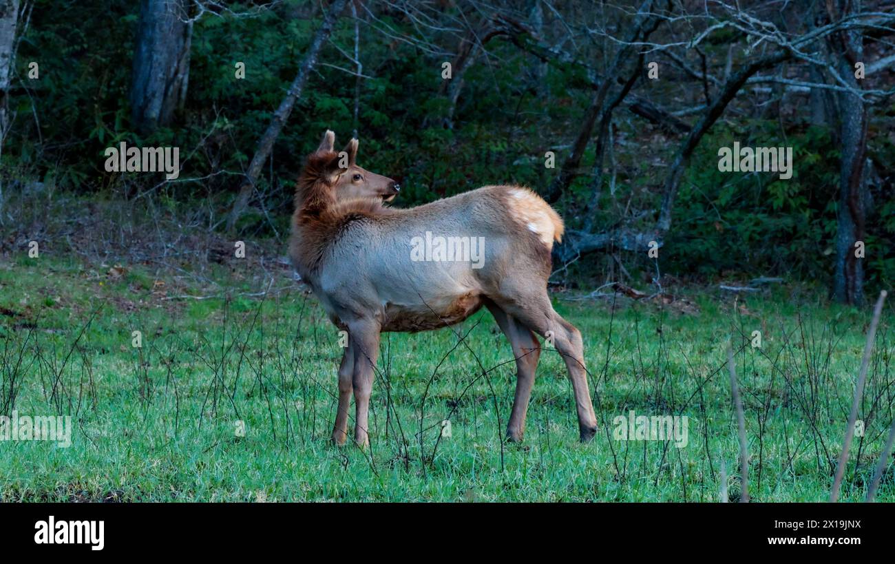 Cataloochee Valley Elch Stockfoto