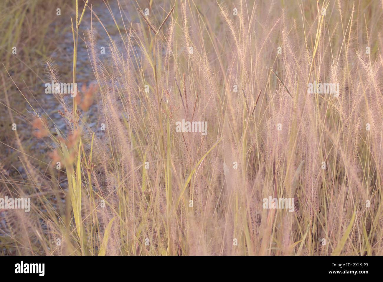 Infrarotbild von buschigem rosa Brunnengras auf der Wildwiese. Stockfoto