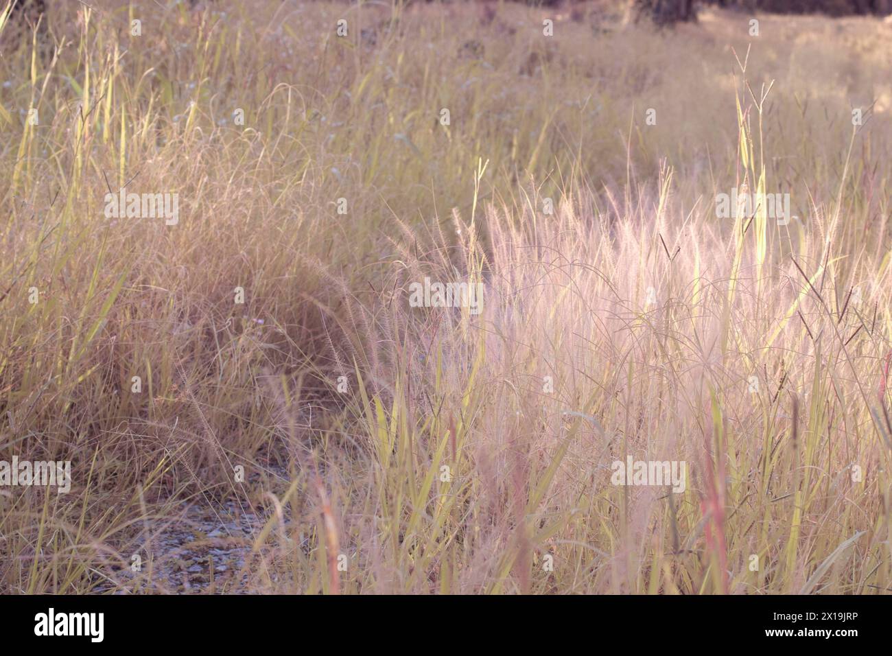 Infrarotbild von buschigem rosa Brunnengras auf der Wildwiese. Stockfoto