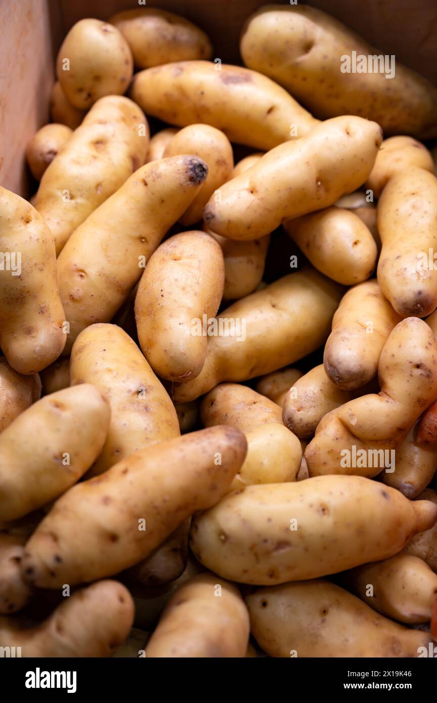 Kartoffeln von Ratte, La Ratte, La reine Ratte du Touquet oder kleine Kartoffeln von Asparges mit einzigartigem nussigem Geschmack und glatter, buttriger Textur. Stockfoto