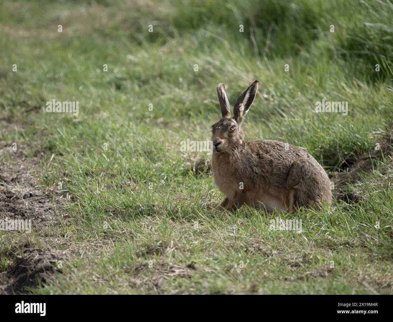 Brauner oder europäischer Hase, Lepus europaeus, einzelnes Säugetier im Gras, Kent, April 2024 Stockfoto