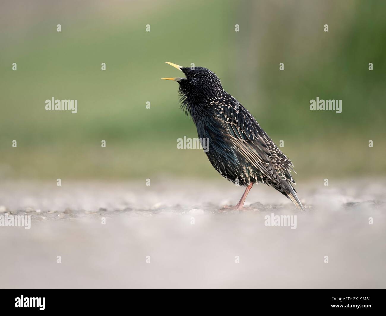 Starling, Sturnus vulgaris, Singvogel singend auf dem Boden, Kent, April 2024 Stockfoto
