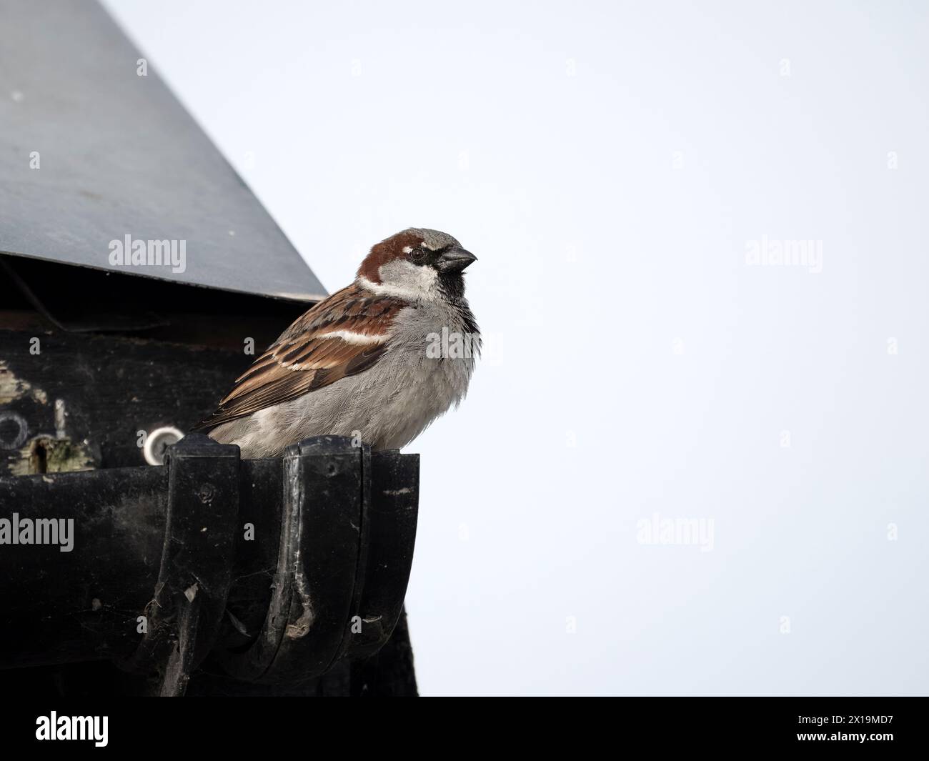 Haussperling, Passer domesticus, einzelner männlicher Vogel auf Dachrinne, Kent, April 2024 Stockfoto
