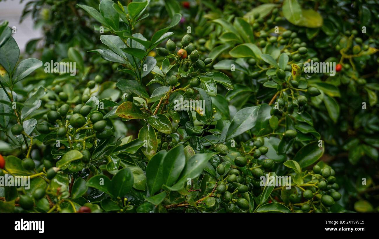 Kaffeebohnenpflanzen, frische Kaffeebohnen, Kaffeebaumzucht auf einer Bio-Farm. Nahaufnahme der Robusta-Kaffeebohnen. Stockfoto